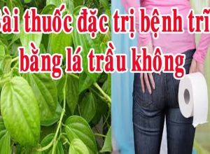Mách bạn cách chữa trĩ bằng lá trầu không vô cùng hiệu quả
